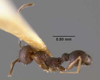 Media type: image;   Entomology 20664 Aspect: habitus dorsal view